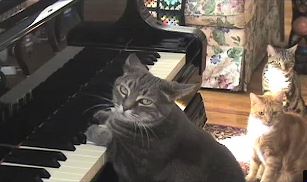 Los gatos y la música